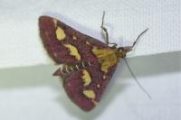 Pyrausta purpuralis
