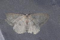 Cyclophora albipunctata