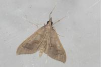 Mecyna asinalis