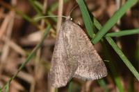 Pachycnemia tibiaria