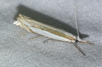 Crambus pascuella