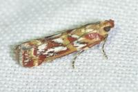 Acrobasis porphyrella