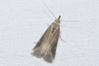 Schrankia costaestrigalis