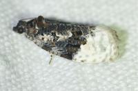 Apotomis betuletana