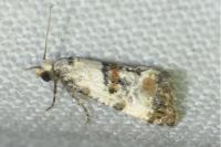 Cochylis hybridella