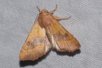 Atethmia centrago