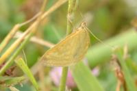 Sitochroa verticalis