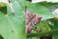 Hypena proboscidalis