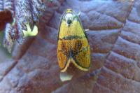 Ptycholoma lecheana