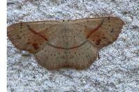 Cyclophora punctaria