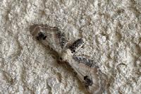 Eupithecia centaureata