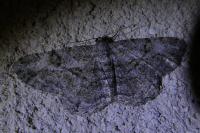 Peribatodes rhomboidaria