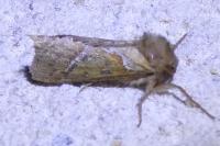 Triodia sylvina