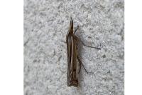 Ancylolomia tentaculella