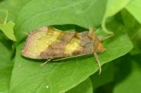 Diachrysia chrysitis