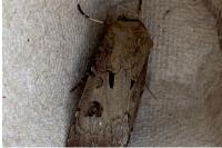 Agrotis exclamationis