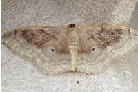 Idaea degeneraria