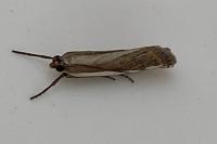 Crambus pascuella