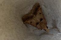 Stemmatophora brunnealis