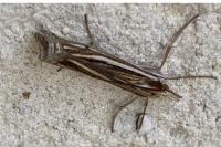 Ancylolomia tentaculella