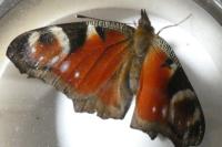 Aglais io