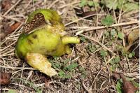 Pararge aegeria