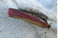 Oncocera semirubella