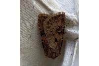 Agrotis clavis