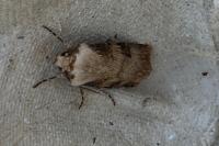 Agrotis puta
