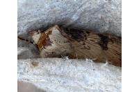 Agrotis puta