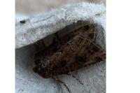 Agrotis