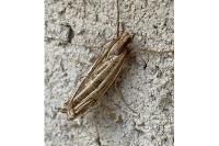 Ancylolomia tentaculella