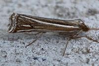 Ancylolomia tentaculella