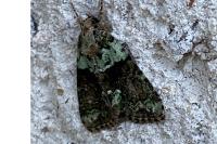 Cryphia algae