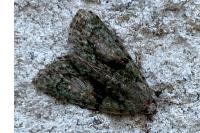 Cryphia algae
