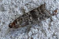 Dioryctria