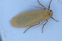 Wittia sororcula