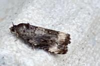 Endothenia