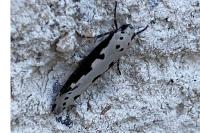 Ethmia bipunctella