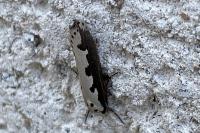 Ethmia bipunctella