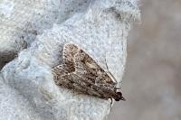 Eudonia