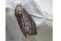 Galleria mellonella