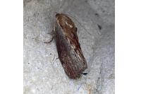 Galleria mellonella