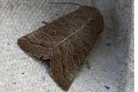 Hoplodrina ambigua