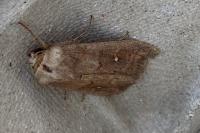 Mythimna albipuncta