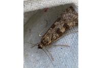 Nomophila noctuella