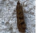 Nomophila noctuella