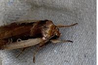 Ochropleura plecta