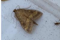 Ostrinia nubilalis