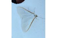 Palpita vitrealis